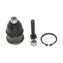 Rotula Inferior Probe 89-97
